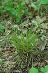 Slender looseflower sedge